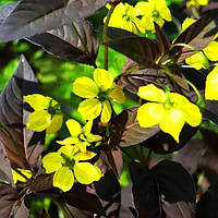 Вербейник Firecracker, Lysimachia ciliata Firecracker