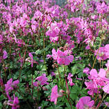 Герань кантабрійська саджанці квітів у контейнері, Geranium cantabrigense, фото 4