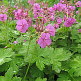 Герань кантабрійська саджанці квітів у контейнері, Geranium cantabrigense, фото 5