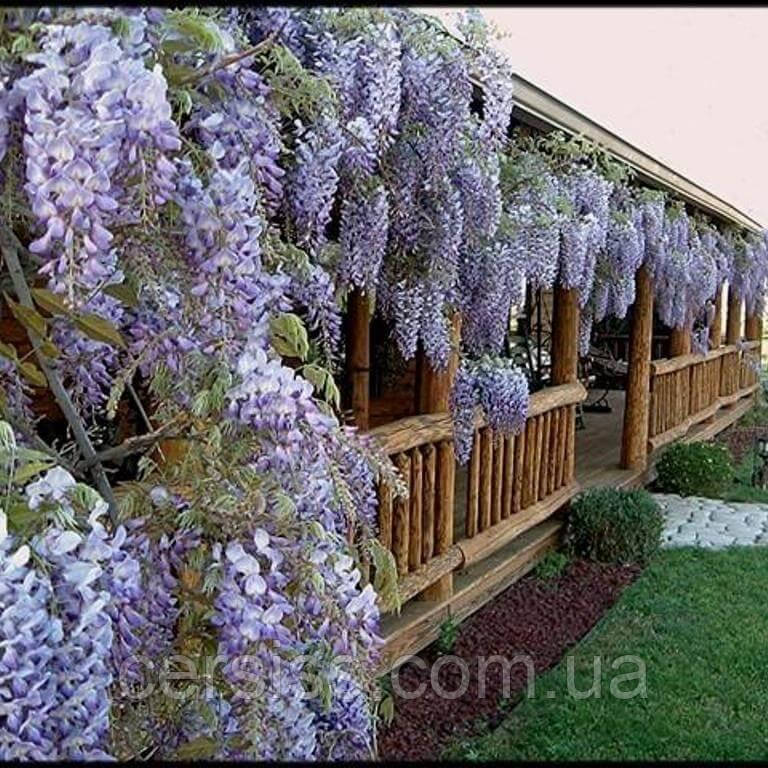 Гліцинія китайська, Wisteria sinensis