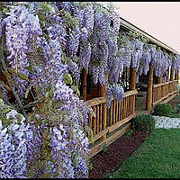 Гліцинія китайська, Wisteria sinensis