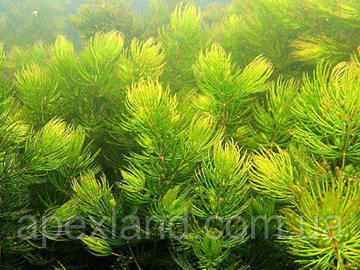Кушир занурений (Ceratophyllum demersum) рослина для ставка, Рослини-оксигенатори