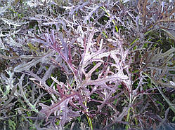 Капуста салатна "Мицуна" (суміш) - насіння 0,5 г