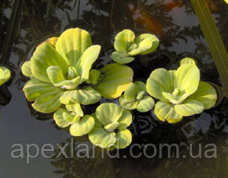 Водяний салат (Pistia stratiotes) плаваюче рослина для водойми