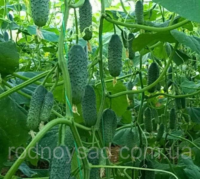 Огірок "Роднічок" насіння 2 грама (біля 80 шт)