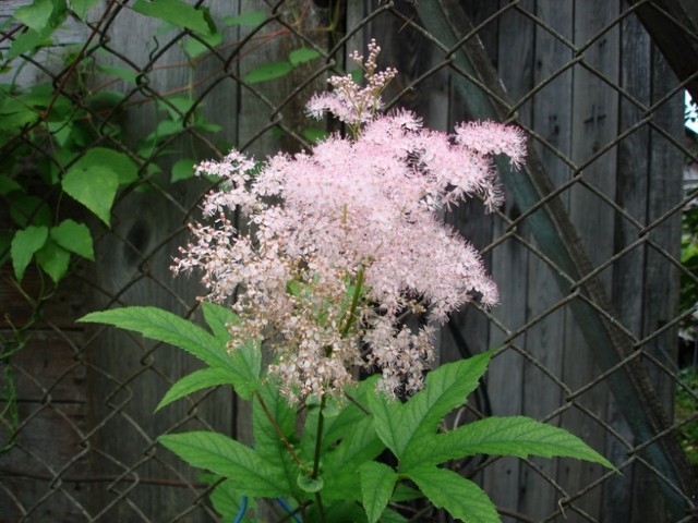 Корень Гадючника 100 грамм (root Filipendula ulmaria) - фото 4 - id-p271244482