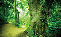 Флізелінові 3д фото шпалери на стіну в зал 416x254 см Доріжка між деревами у зеленому лісі (290VEXXXL)+клей