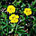 Лапчатка прямостійка (Potentilla erecta) корінь 100 грамів, фото 3