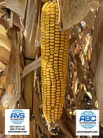 Кукурудза РУНІ ФАО 320. Насіння кукурудзи РУНИ врожайність 120ц / га, волога 14-15%, посуха 9 балів, фото 7