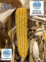 Гібрид кукурудзи АНДРЕС ФАО 350 врожайність 130ц/га аналог ДКС 4351. Стійкий посуха хвороби шкідники 9 балів, фото 4