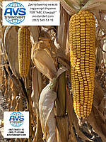 Гібрид кукурудзи АНДРЕС ФАО 350 врожайність 130ц/га аналог ДКС 4351. Стійкий посуха хвороби шкідники 9 балів, фото 2