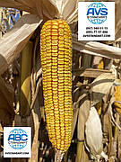 Гібрид кукурудзи АНДРЕС ФАО 350 врожайність 130ц/га аналог ДКС 4351. Стійкий посуха хвороби шкідники 9 балів. Урожай 2020 рік.