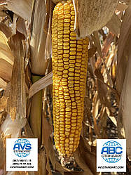 Ранньостиглий, тривалість кукурудзи АНДРЕС ФАО 350 врожайність 130ц / га аналог ДКС 4351. Стійкий посуха хвороби шкідники 9 балів. В наявності моємо всі фракції, у фірмових мішках.