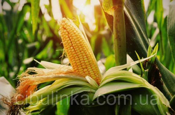 Насіння кормового кукурудзи Хотин ДБ, 1 кг
