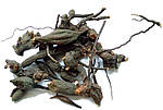 Лабазник в'язолістий корінь 100 грамів (root Filipendula ultamaria)