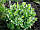 Любисток лікарський (Levisticum officinale) корінь 50 грамів, фото 4