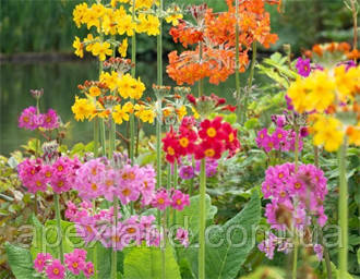 Primula bullesiana Рослина для вологого галявини
