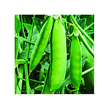 ГРУНДІ — насіння гороху овочевого, Syngenta, фото 3