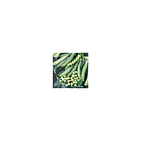 ПРЕЛАДО — насіння гороху овочевого, Syngenta, фото 2