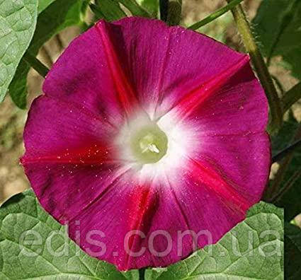 Іпомея червона 1,0 г, насіння Яскрава, фото 1