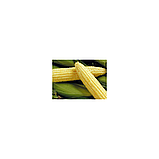 СПІРІТ F1 - насіння кукурудзи суперсолодкої 1кг, Syngenta, фото 2