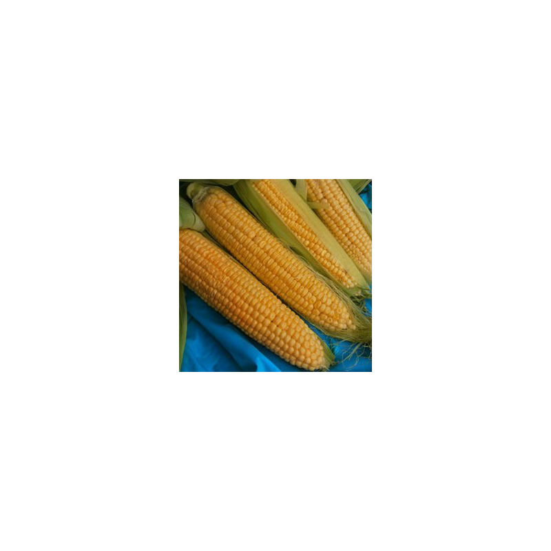 СПИРИТ F1 - семена кукурузы суперсладкой, Syngenta - фото 3 - id-p193589167