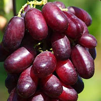 Саджанець винограду Аркадія 6 шт
