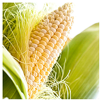 ШАЙНРОК F1 - семена кукурузы супер сладкой 100 000 семян, Syngenta