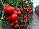 Насіння томата Арон F1 500 насіння Enza Zaden, фото 3