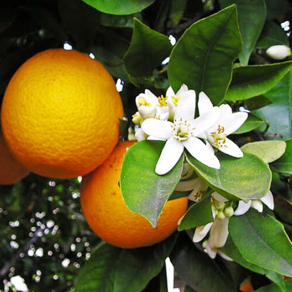 Саджанці апельсина Гамлин (Hamlin) - ранній, холодостійкий, солодкий.