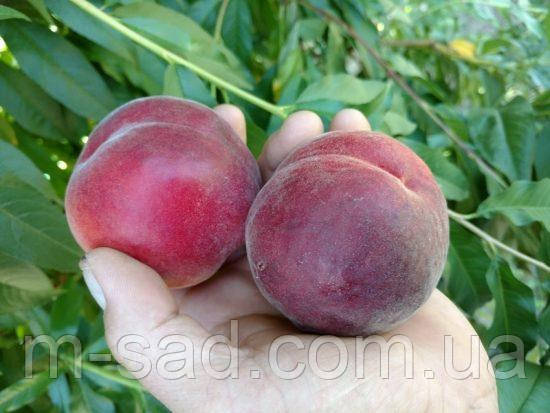 Персик "Екстрим-6" 2 річний,врожайний,морозостійкий, фото 2