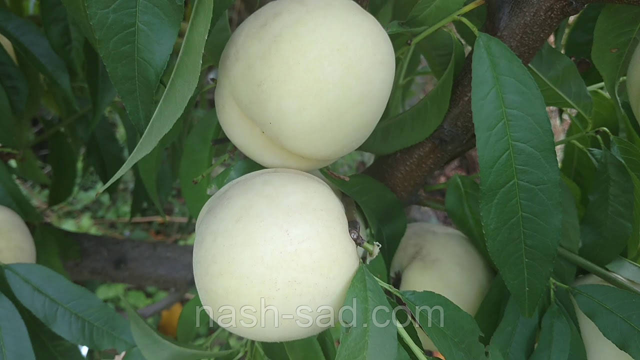 Саджанці персика Айс Піч ( Німеччина )