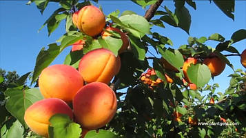 Саджанці абрикоса Албінова ( Італія )