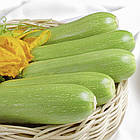 Кабачок Корделія F1 Syngenta/Нідерланди 5 шт, фото 3