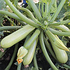 Кабачок Ангеліна F1 Syngenta/Нідерланди 5 шт, фото 2