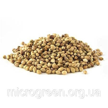Семена Кинза (кориандр) микрогрин | беби листья | взрослая зелень (Украина) - фото 2 - id-p1346811509