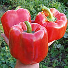 Перець солодкий Геркулес F1 Clause 8 шт, фото 5