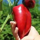 Перець солодкий Слонове вухо  Superior Сербія 20 нас, фото 3