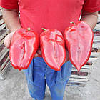 Перець солодкий Слонове вухо  Superior Сербія 20 нас, фото 4