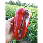 Перець солодкий Слонове вухо  Superior Сербія 20 нас, фото 2