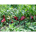 Перець солодкий Слонове вухо  Superior Сербія 20 нас, фото 5