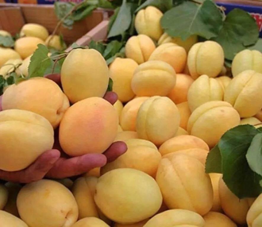 Саженцы абрикоса среднего срока "Ананасный" (Шалах) 2-х летние крупномерные до 2 м большие