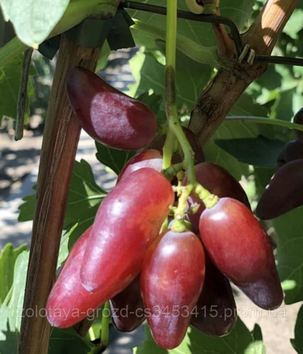 Сорт винограда зевс. Виноград зевс калугина. Сорт винограда зевс. Виноград зевс калугина. Сорт винограда зевс фото.