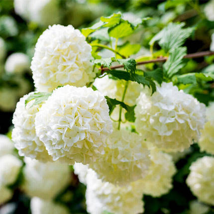 Калина звичайна Розеум / Viburnum opulus Roseum, фото 2