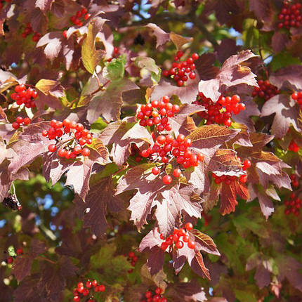 Калина звичайна Розеум / Viburnum opulus Roseum, фото 3