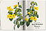 Видатні художники. Redouté. Book of Flowers. H. Walter Lack, фото 3