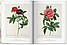 Видатні художники. Redouté. Book of Flowers. H. Walter Lack, фото 4