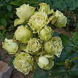 Троянда спрей Лувіана клас АА, фото 2