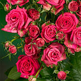 Троянда спрей Меджик Пепіта АА, фото 2