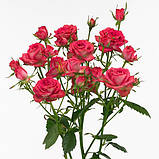 Троянда спрей Меджик Пепіта АА, фото 3